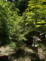 グリーンベルト写真8