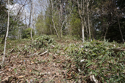 グリーンベルト写真9