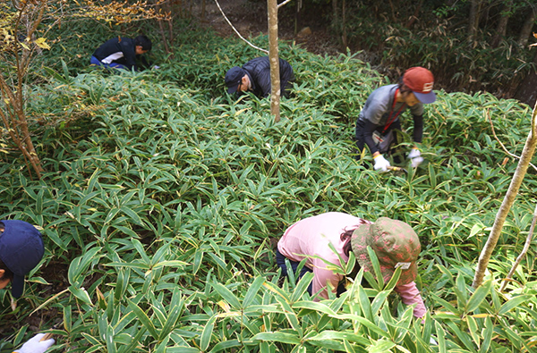 グリーンベルト写真7