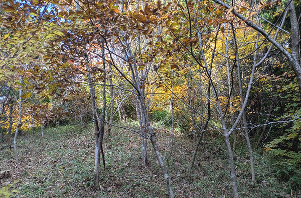 グリーンベルト写真8