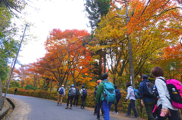 グリーンベルト写真11