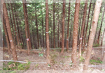高尾の森づくりの会写真2