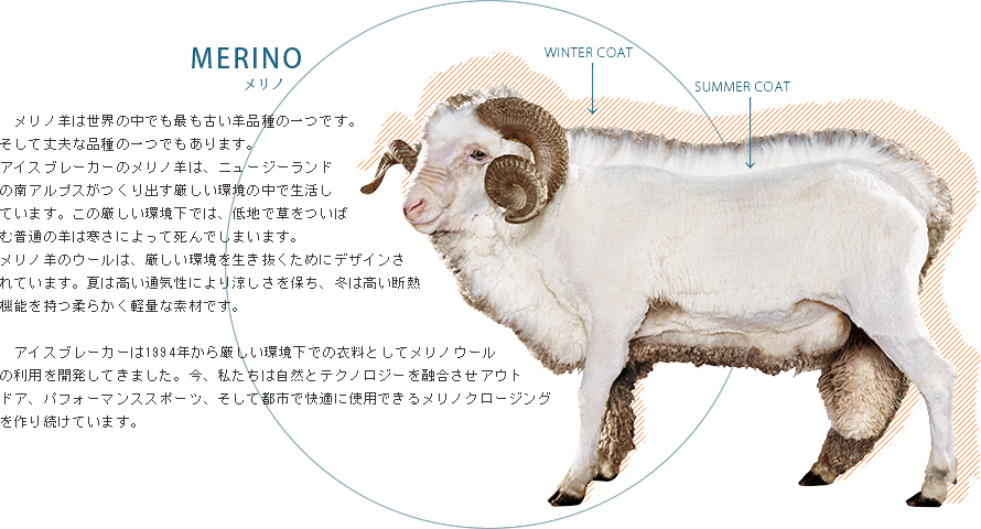 メリノ　Merino
メリノ羊は世界の中でも最も古い羊品種の一つです。そして丈夫な品種の一つでもあります。アイスブレーカーのメリノ羊は、ニュージーランドの南アルプスがつくり出す厳しい環境の中で生活しています。この厳しい環境下では、低地で草をついばむ普通の羊は寒さによって死んでしまいます。
メリノ羊のウールは、厳しい環境を生き抜くためにデザインされています。夏は高い通気性により涼しさを保ち、冬は高い断熱機能を持つ柔らかく軽量な素材です。 
アイスブレーカーは1994年から厳しい環境下での衣料としてメリノウールの利用を開発してきました。今、私たちは自然とテクノロジーを融合させアウトドア、パフォーマンススポーツ、そして都市で快適に使用できるメリノクロージングを作り続けています。
