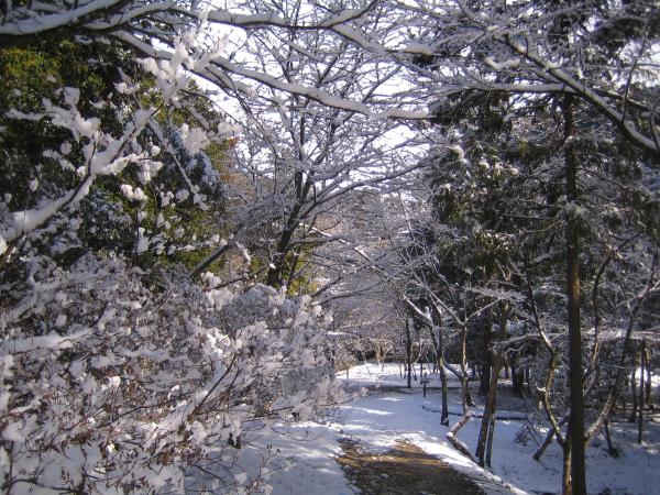 公園のような雰囲気の道を進んで行きます。降雪直後なので木々に雪が残って、とってもきれいでした。
