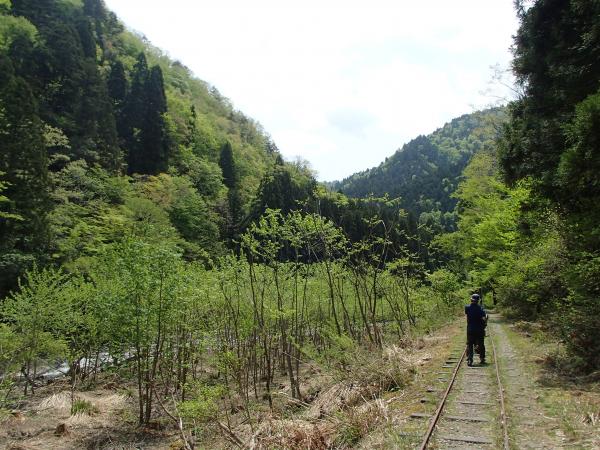 新緑の美しい森の中、由良川源流沿いに気持ちよく歩けるコースです。
