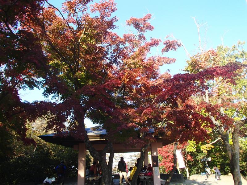 高尾山山頂の紅葉は見事な色付きでした！しかし、登山者の多い事！！関西の六甲山並の多さ・・・。