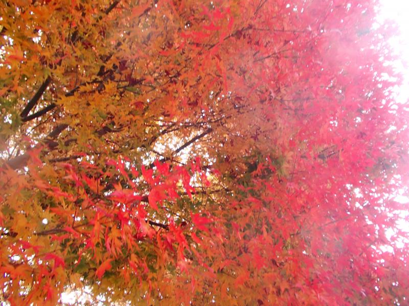 中禅寺湖湖畔の紅葉は見事でした！
