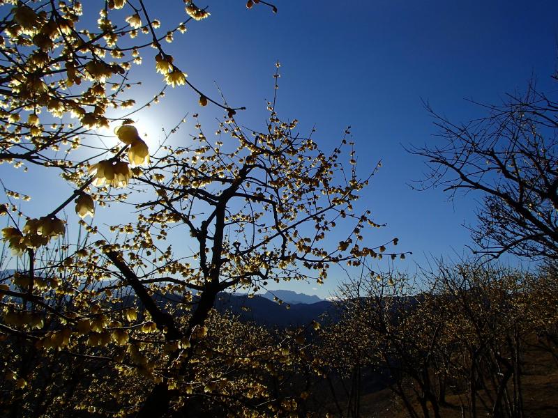 最高にいい天気！綺麗に咲いた蠟梅越の両神山もカッコイイ！！