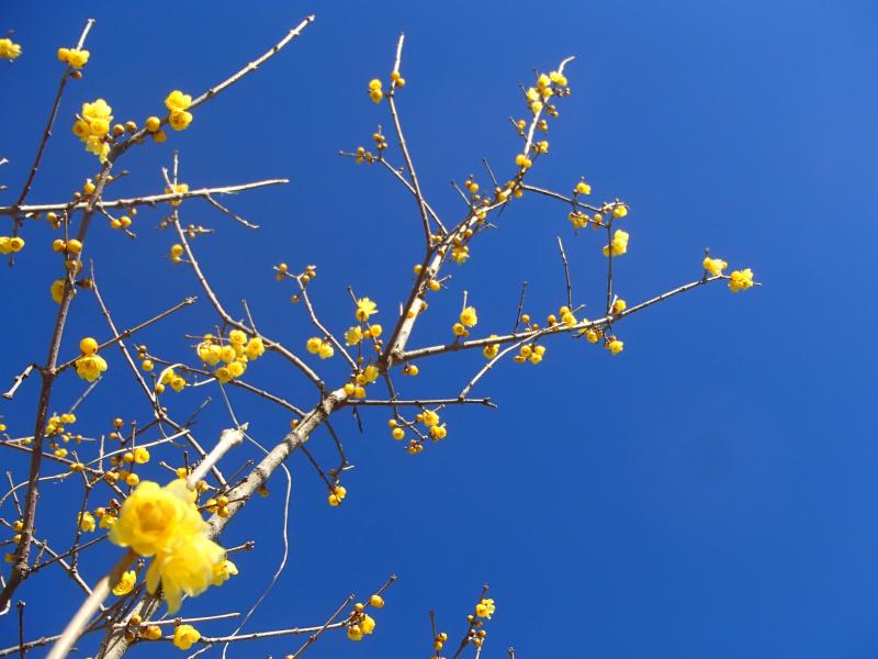 青い空に蝋梅の黄色が映えます！