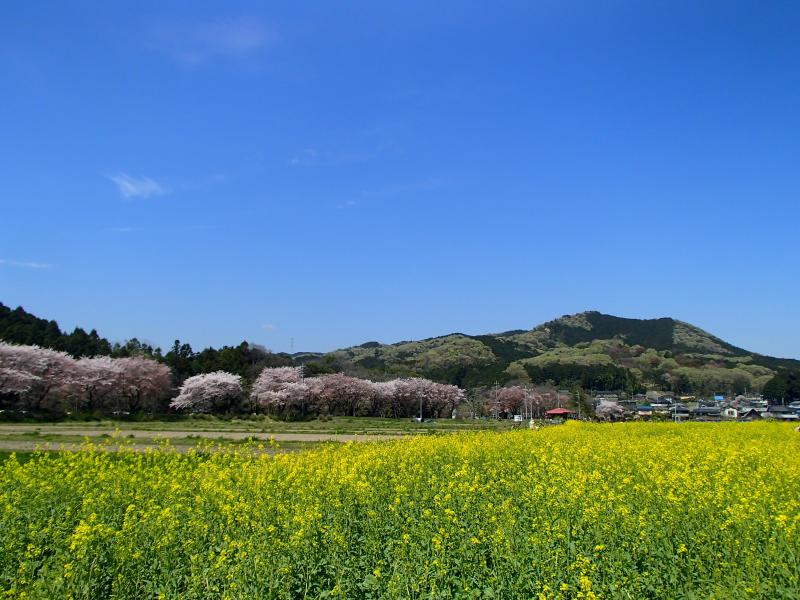 桜と菜の花の向こうに日和田山！この光景がどうしても見たかった！！