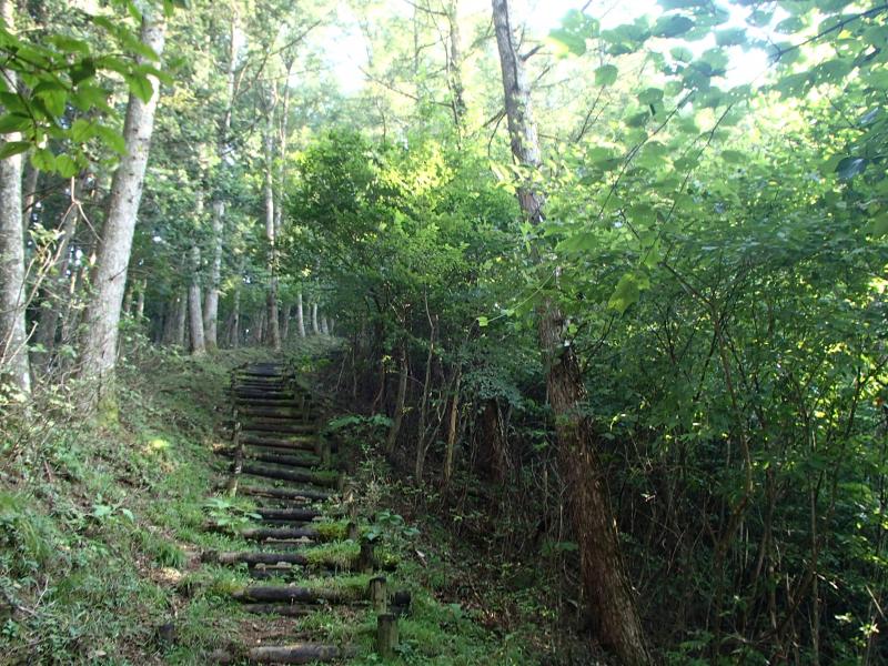 緑が綺麗な樹林の中の木段を登って行きます。