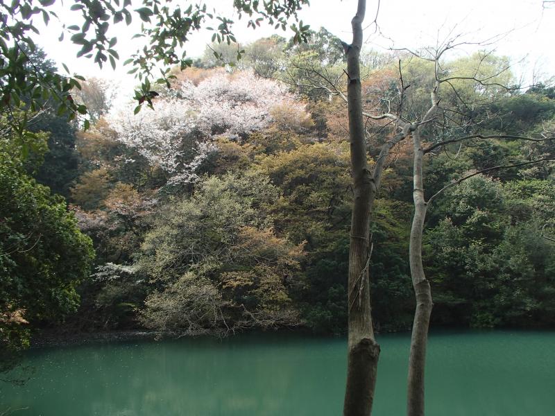 登山口からすぐのところにある池の対岸には見事に咲き誇る桜が綺麗でした。