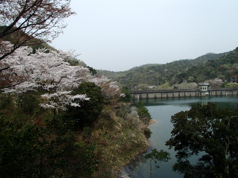 永楽ダムと満開を迎えた桜。ダムの周回コース全域で桜鑑賞が楽しめます！