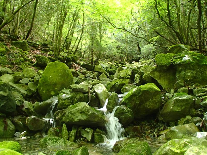 古座川沿いを進みますが、とにかく水の透明度が凄い！苔の森でしばらくの～んびりするのがオススメです。
