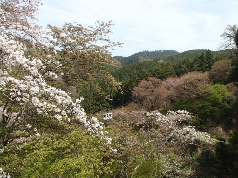 やはり吉野の桜は素晴らしい！少し遅かったかな。奥千本辺りはみごろだったのに・・・。