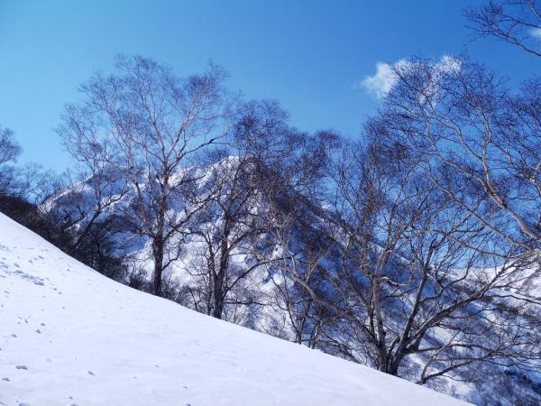 迫力の妙高山。　木が邪魔ですね・・・(^_^;)