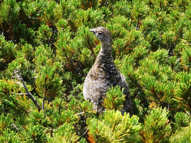 誰もいないと思ったら雷鳥さんの団体に遭遇し、超ビックリ！！！　雷鳥さんもビックリしていました。驚かせてごめんなさい･･･。