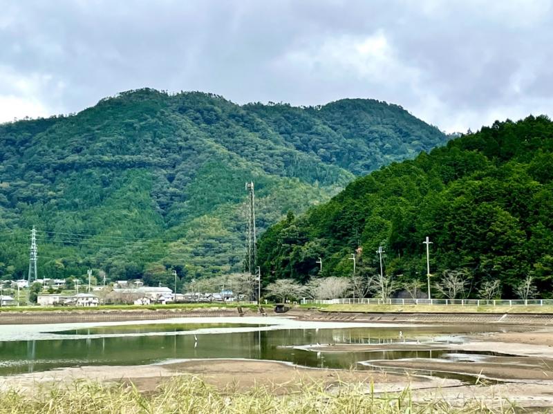 文覚池に鷺がたくさん！