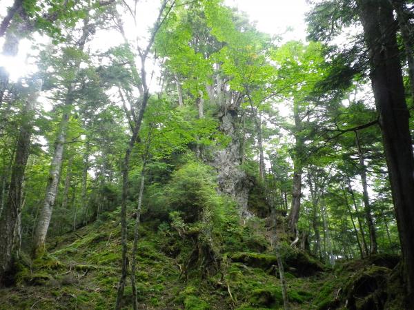 ロープウェイ山頂駅近くまで降りてきました。大岩から木がたくさん生えているように見えます。