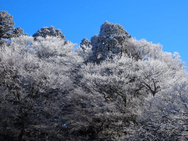 金剛山山頂部の樹氷。花が咲いたようで非常にきれい。