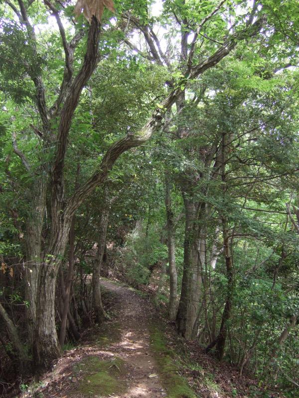 清和県民の森の中。歩きやすいです。