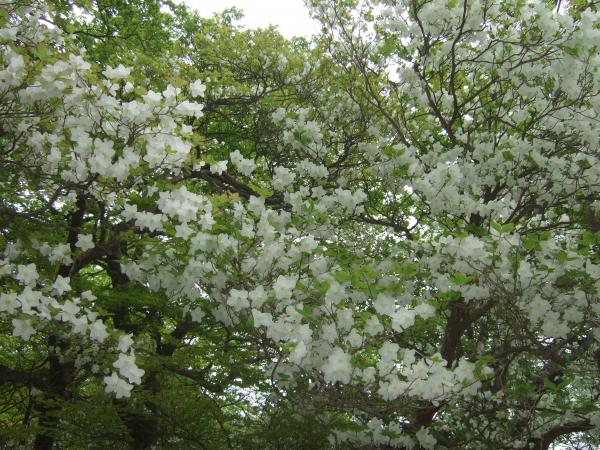 シロヤシオ。ツツジ新道付近に多く咲いていました。