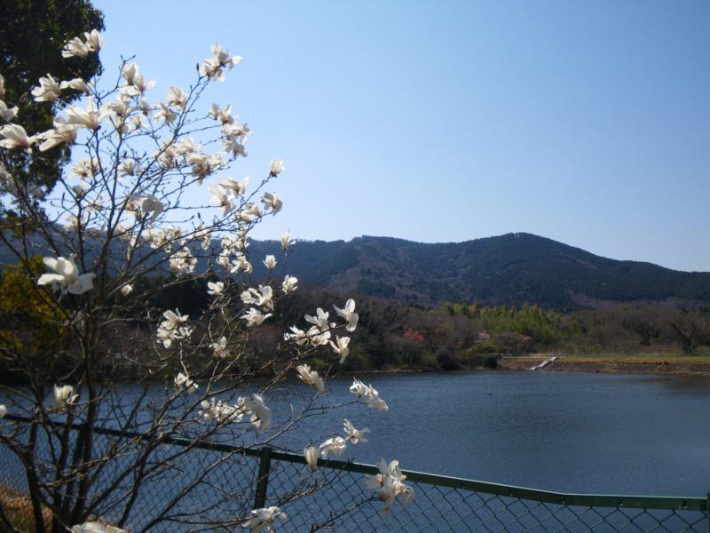 長尾池から見る湖西連峰とタムシバ
