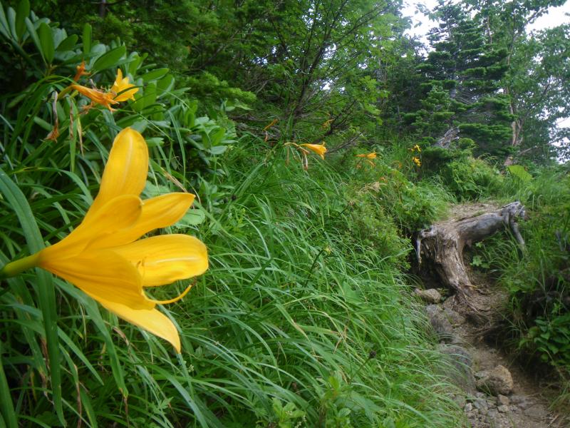 ニッコウキスゲが咲き乱れる登山道