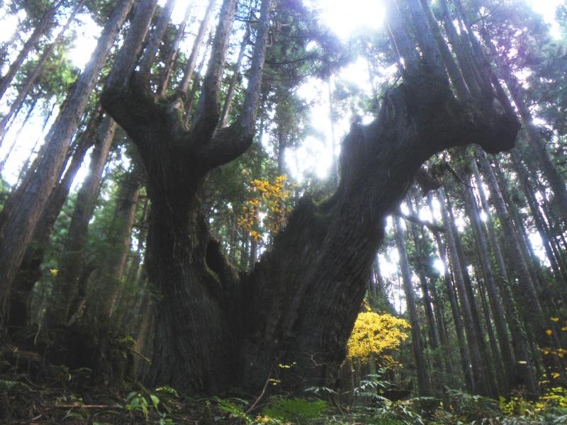 巨大株杉