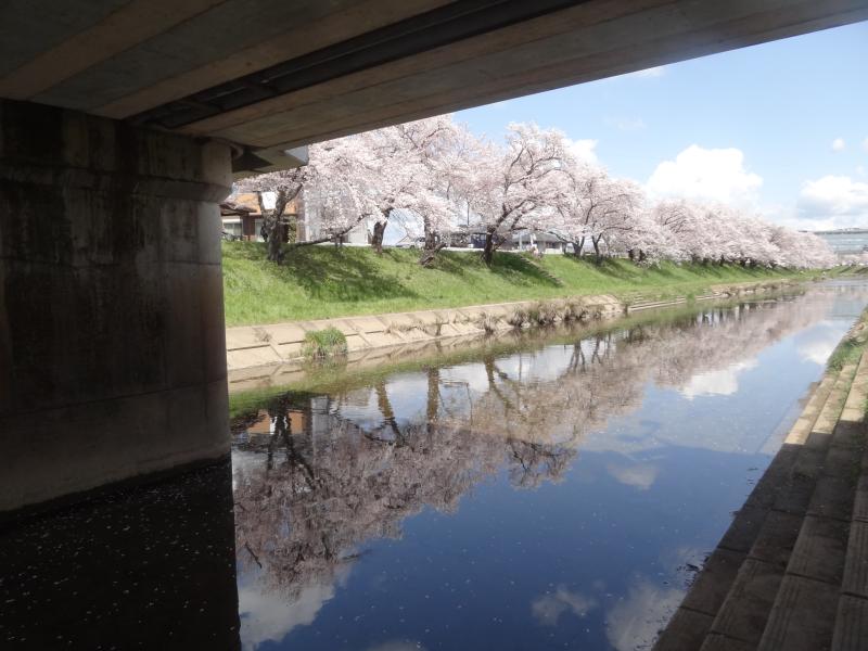 新境川の桜