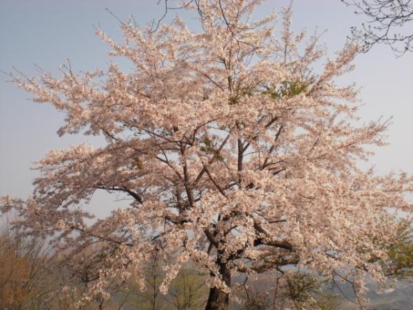山の桜はきれいです