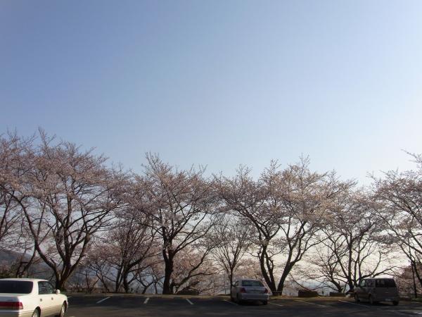 雨引観音駐車場の満開の桜の樹
