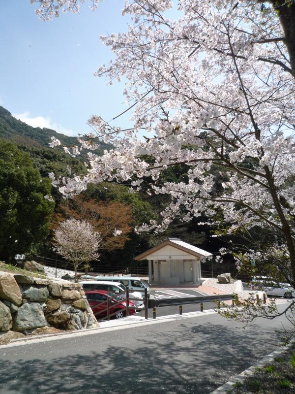 桜がきれいに満開☆　日本人でよかったと思う瞬間♪♪