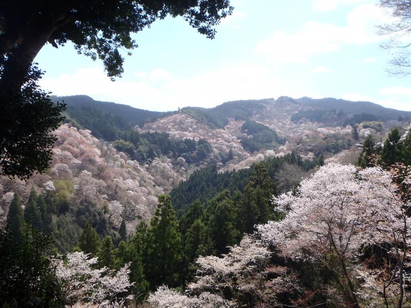 日本一の桜の名所☆吉野山へ