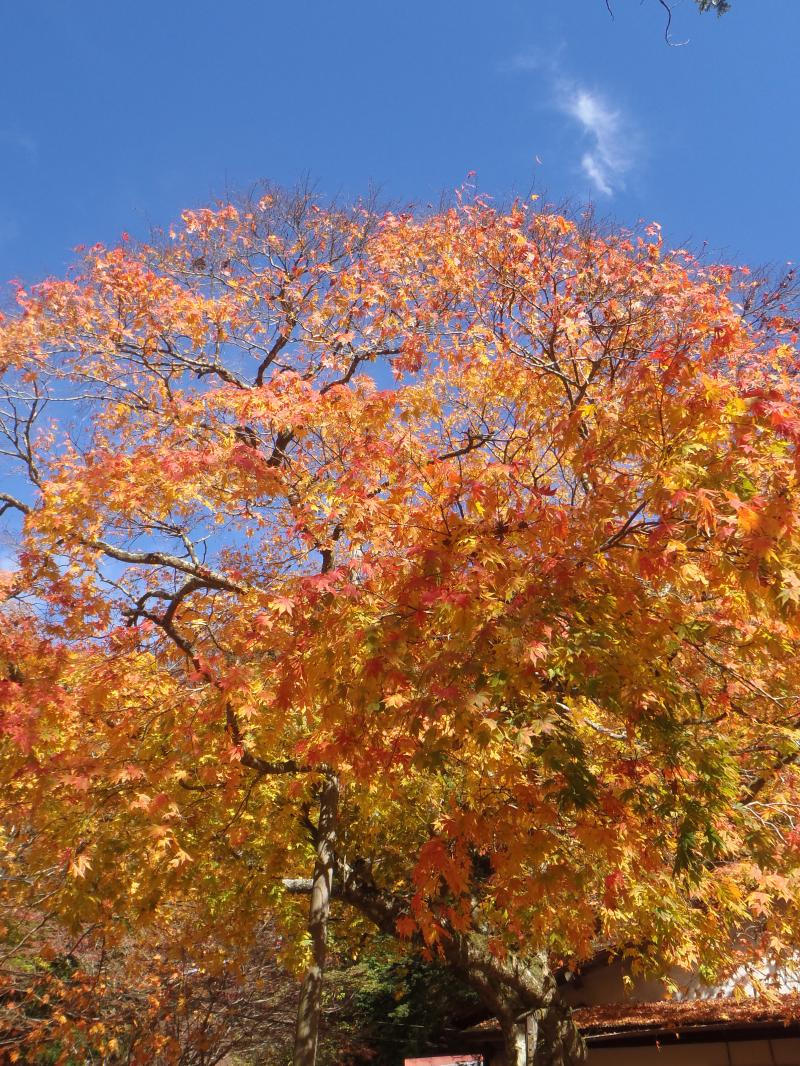 オレンジ・黄色☆金剛山の紅葉がキレイ！
