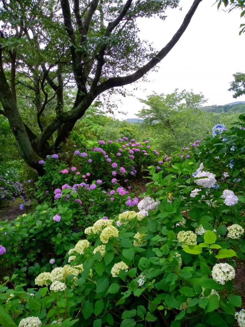 青・ピンク・黄色・白・紫☆色とりどり生駒山のあじさい園へ