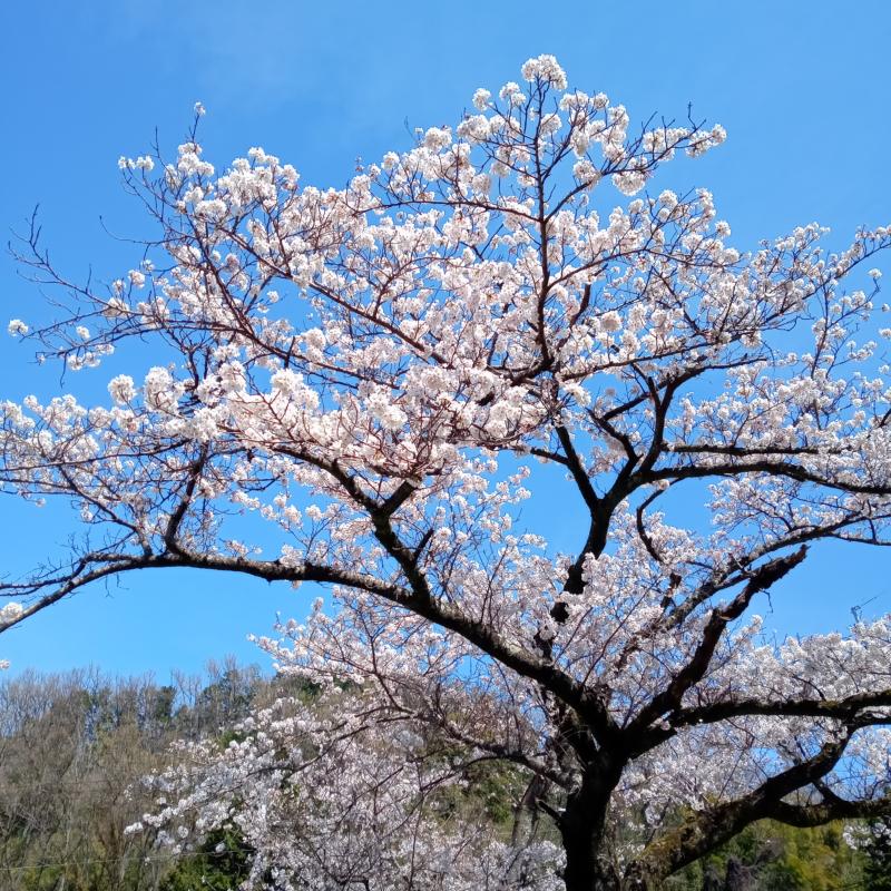 桜が見事に咲いています☆