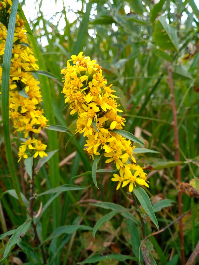 黄色の花が特徴的なアキノキリンソウ