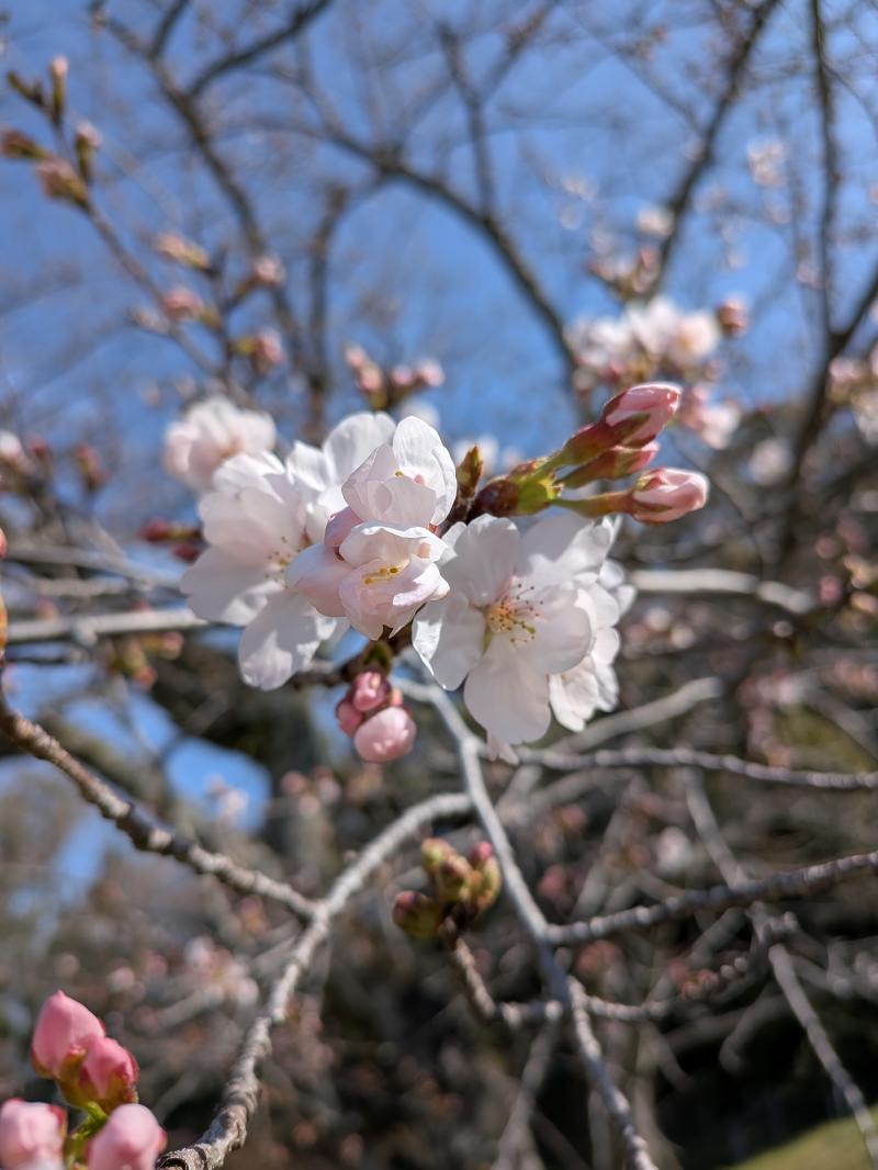 春、桜も開花☆枚岡梅林ハイキングin生駒山