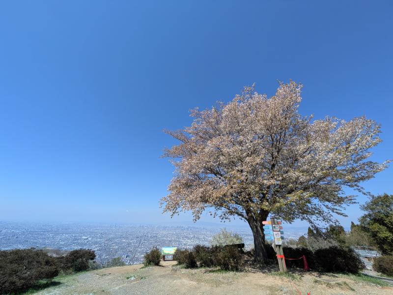 2026年  大桜を求めてぼくらの広場へ♪ in 生駒山