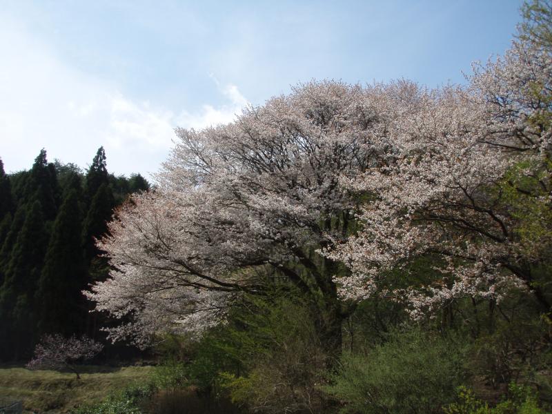 杉谷近くの桜の巨木