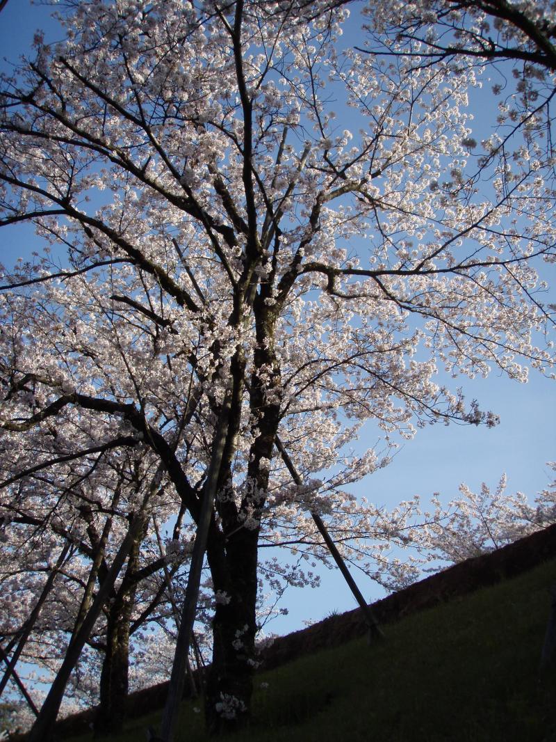 蹴上駅から出てすぐに桜並木があります