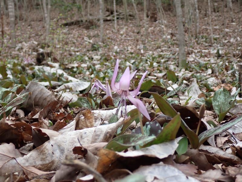 カタクリの季節です
