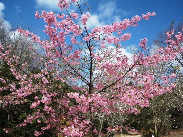 河津桜