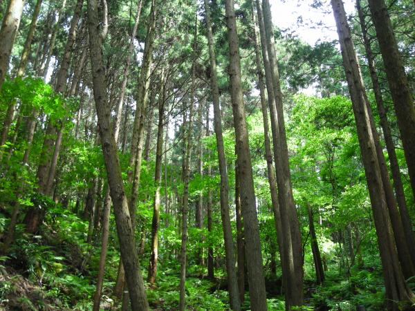 瀬上市民の森。ここ、横浜市内です。すっごい綺麗じゃないですか？