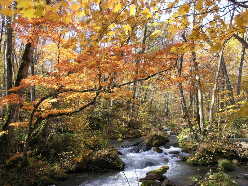 奥入瀬の清冽な流れ。