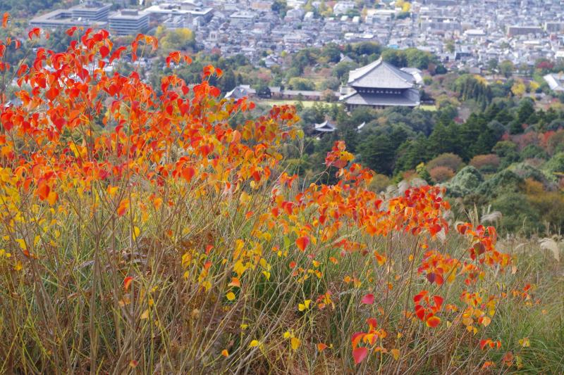 紅葉と古都