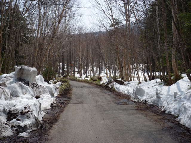 延々と林道歩き…。林道脇の積雪はかわいいもんです♪