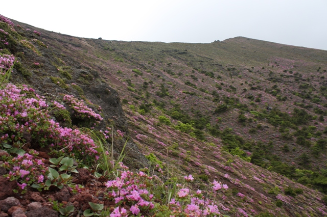 ピンクのミヤマキリシマが斜面に咲き誇ってます