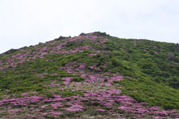 今年もミヤマキリシマの美しい景色をみたくて平治岳へ！！